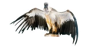 Download 7,994 scavenger animals images and stock photos. Scavenger Animals What Are Scavengers Dk Find Out