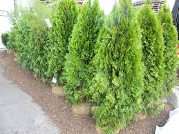 Flowers Shrubs Shrubs Plants Flower Garden