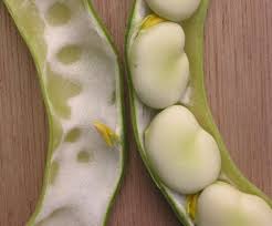 Fava is one of the ancient cultivated gently cooked, tender beans have a wonderful beany flavor that melts like butter in the mouth. Bean Growing Guide Gardening On