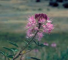 Image result for Cleome monophylla