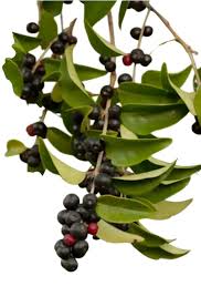 Image result for Eugenia aschersoniana