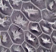 Image result for Oxalis anthelmintica