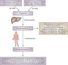 An endocrine society clinical practice guideline. Vitamin D Deficiency Intechopen