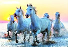 Puzzles De Educa De 1000 Piezas Caballos Blancos Ref 0000017105 White Horses Horses Horse Love