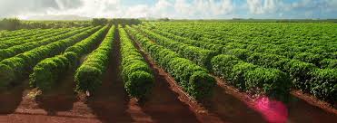 Coffee plantation is a local scottsdale company with 3 great. Pin On Dash Of Nature Is Enough