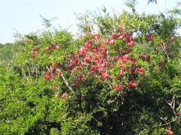 Image result for Schotia afra