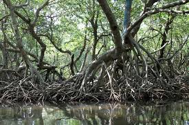 Image result for Rhizophoraceae