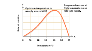 Enzyme Activity vs. Temperature | Ultra Clean Systems