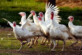 Hotell i närheten av goffle road poultry farm Thanksgiving 2018 17 N J Farms Selling Fresh Turkeys Nj Com