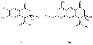 Image result for Senna petersiana