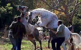 Kuda kawin terbaik | the best video horses mating #kudakawin #horsemating #tuosafeto terimakasih sudah menonton. Bagaimana Kuda Mengawan Pilihan Dan Penyediaan Kuda Untuk Mengawan Ternakan