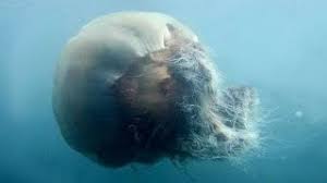 Deniz salyasının zararı olup olmadığı da araştırılıyor. Dunyanin En Buyuk Denizanasi Nomura Youtube