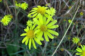 Image result for Senecio speciosus