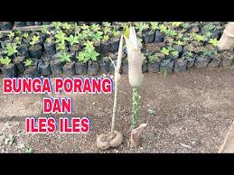 Gambar sapu, ikan, lem, dan beton. Bunga Porang Dan Iles Iles Amorphophallus Muelleri And Iles Flower Walur Suweg Konjac Ilesiles Youtube
