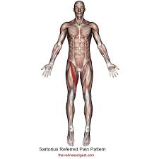 for detailed anatomy of pelvic bones, read anatomy of hip bone. Sartorius Muscle Hip Upper Thigh And Knee Pain The Wellness Digest