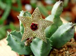Image result for Huernia longituba