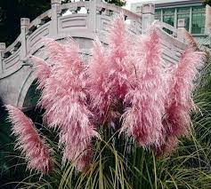 Pink Pampas Grass Seeds Cortaderia Selloana Tall Grasses 50 Etsy Pink Pampas Grass Purple Pampas Grass Pampas Grass Seed