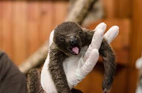 Sloths are like the coolest animals ever. Cute Baby Sloth Born At The Animal World Snake Farm Zoo