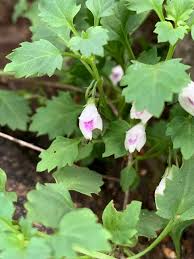Image result for Stemodiopsis buchananii