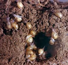 They are extremely slow as their fastest speed is only 1.3 centimeters per second. Brown Garden Snail Bugwoodwiki