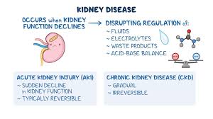 Image result for Renal Function