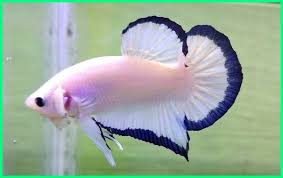 Tunjuk ajar amat diperlukan.support ya terima kasih. Ikan Cupang Plakat Cupang Aduan Termahal Di Indonesia Ikan Cupang Ikan Hewan