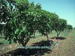 Καθαρισμένα ή με τη φλούδα τους όταν πρόκειται για τα τόσο αγαπητά μας σύκα, δεν κάνουμε διακρίσεις. Karpofora Opwrofora Dentra Sykia Dentro Syka Basilika Ficus Carica