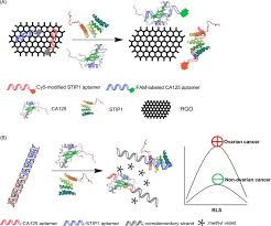 It can also be increased in pregnant women. Respective And Simultaneous Detection Tumor Markers Ca125 And Stip1 Using Aptamer Based Fluorescent And Rls Sensors Sciencedirect