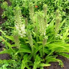 Image result for Eucomis autumnalis