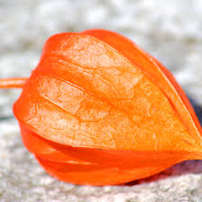Check spelling or type a new query. How To Control Or Get Rid Of Chinese Lanterns