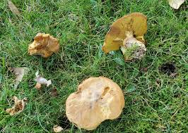 Image result for Suillus weaverae