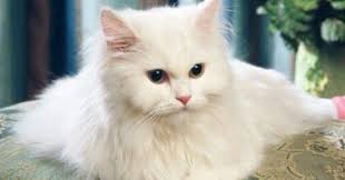 The image 20 koleksi gambar kucing persia imut dan lucu koleksi gambar mewarnai many other gambar kucing anggora photos might be downloaded to be stored in your own photo gallery. Gambar Kucing Persia Dan Anggora Lucu Imut Kucing Persia Kucing Menggambar Kucing