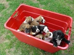 We also have bichon frise puppies in nevada, washington, idaho, california, alaska, michigan, north dakota, and tennessee. Boxer Puppies Price 550 For Sale In Alpharetta Georgia Best Pets Online