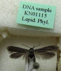 Image result for Scythris crypta