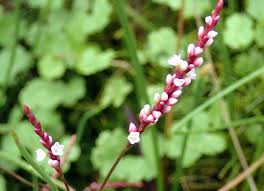 Image result for Persicaria decipiens