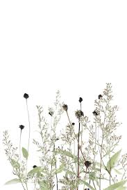 See more ideas about wallpaper, iphone wallpaper, iphone wallpaper images. Minimalist Floral Wallpapers 4k Hd Minimalist Floral Backgrounds On Wallpaperbat