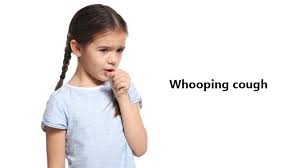 Whooping cough, also called pertussis, is a highly contagious bacterial infection of the lungs and airways. Whooping Cough Causes Symptoms Treatments Remedies
