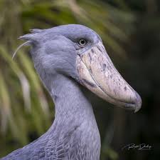 Creepy Bird With Big Eyes Shoebill Stork Dieren