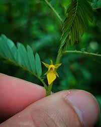 Image result for Chamaecrista