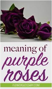 Meaning Of Purple Roses Purple Meaning Purple Flowers Garden Purple Roses