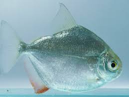 Ikan silver dollar (metynnis schreltmuellerl) ikan hias sirip anal ikan silver dollar betina agak meruncing dibagian depannya dan berwarna jingga cerah atau merah menyolok bila telah matang gonad. Silver Dollar Fish Species Profile