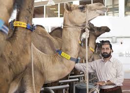 Camel milk has beneficial effects on diabetes mellitus: Effect Of Camel Milk Against Cancer Tested In Regional Study The National