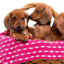 Because of their shape and stature, dachshunds can be prone to back injuries and disc damage, especially as. Dachshund Puppies For Sale In Troy Michigan The Family Puppy
