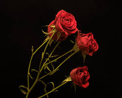 Flowers roses black background red flowers red rose hd wallpaper. Pictures Red Roses Flowers Black Background