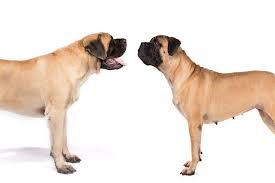 My friends 6 week old english mastiff. Mastiff Vs Bullmastiff How To Tell The Difference American Kennel Club