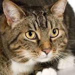 European Shorthair Cat Breed Pictures, Characteristics ...