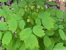 Image result for Kotschya capitulifera