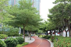 Image result for Terminalia mantaly