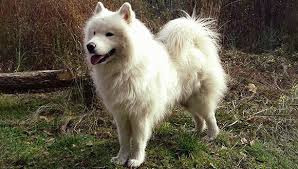 The samoyed is a substantial but graceful dog standing anywhere from 19 to a bit over 23 inches at the shoulder. Samojede Der Schlittenhund Wissen Fur Zukunftige Und Stolze Halter