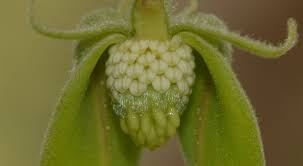 Image result for Paracroton pendulus